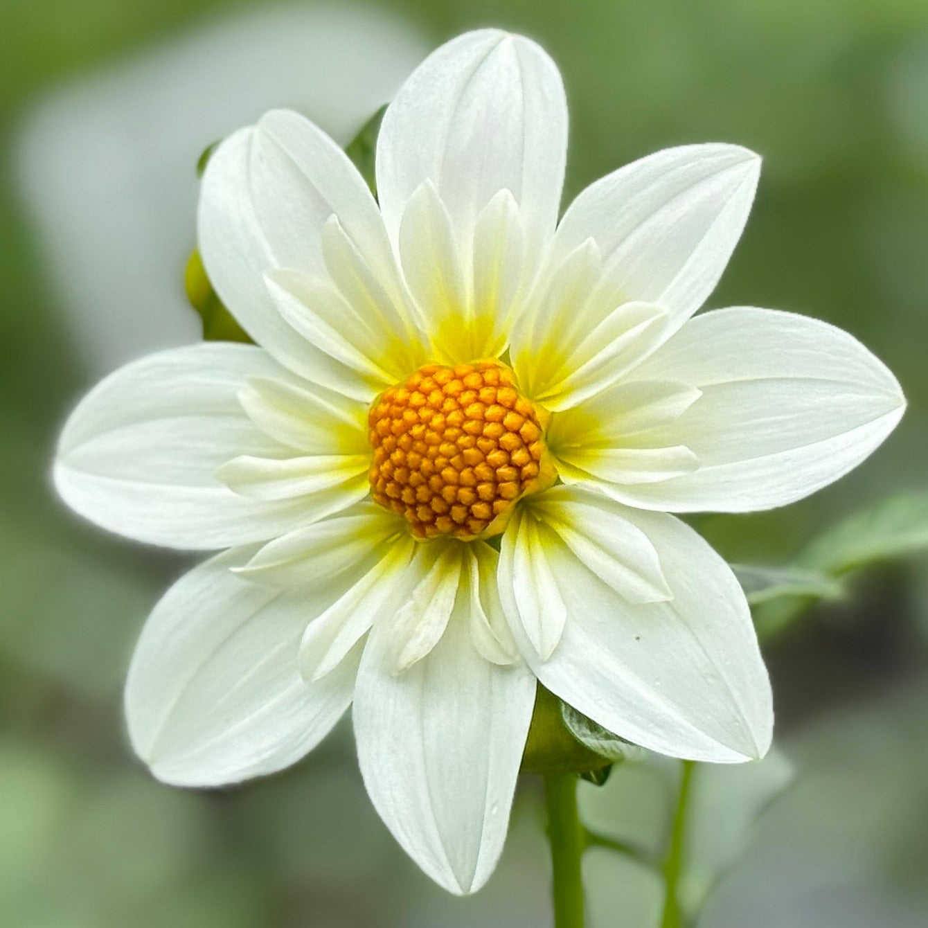 White flower with a yellow center in a garden setting