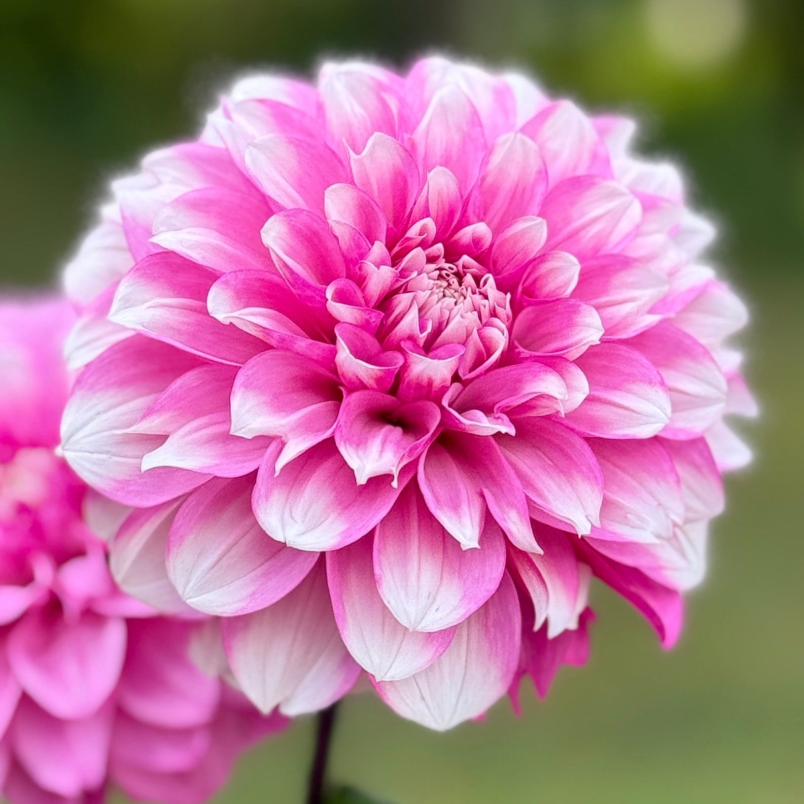 A magenta and white petaled bloom on a blurred background 