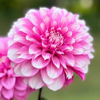A magenta and white petaled bloom on a blurred background 