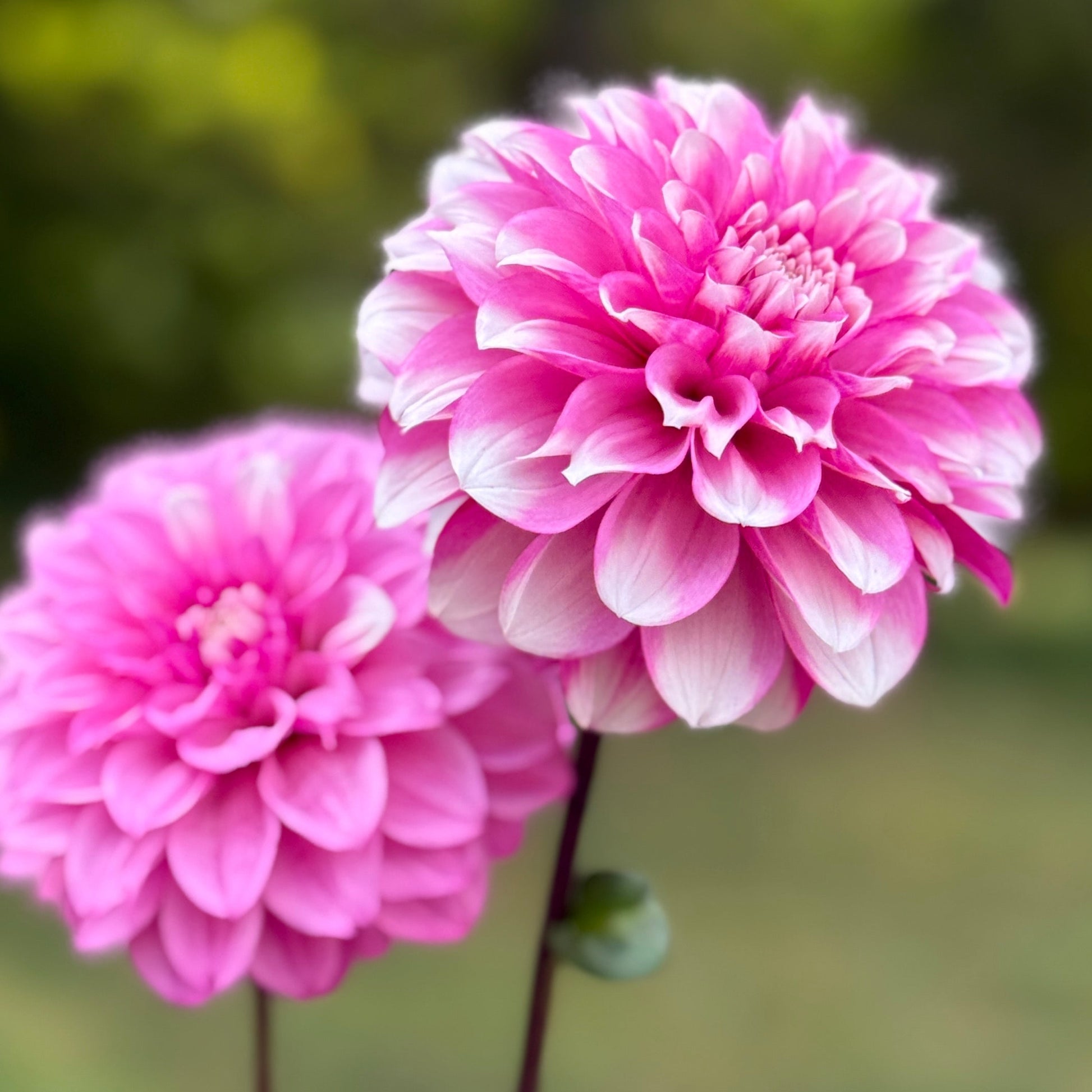 Two pink flowers with a blurred green background
