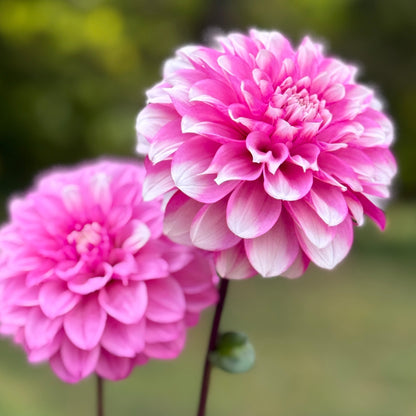 Two pink flowers with a blurred green background