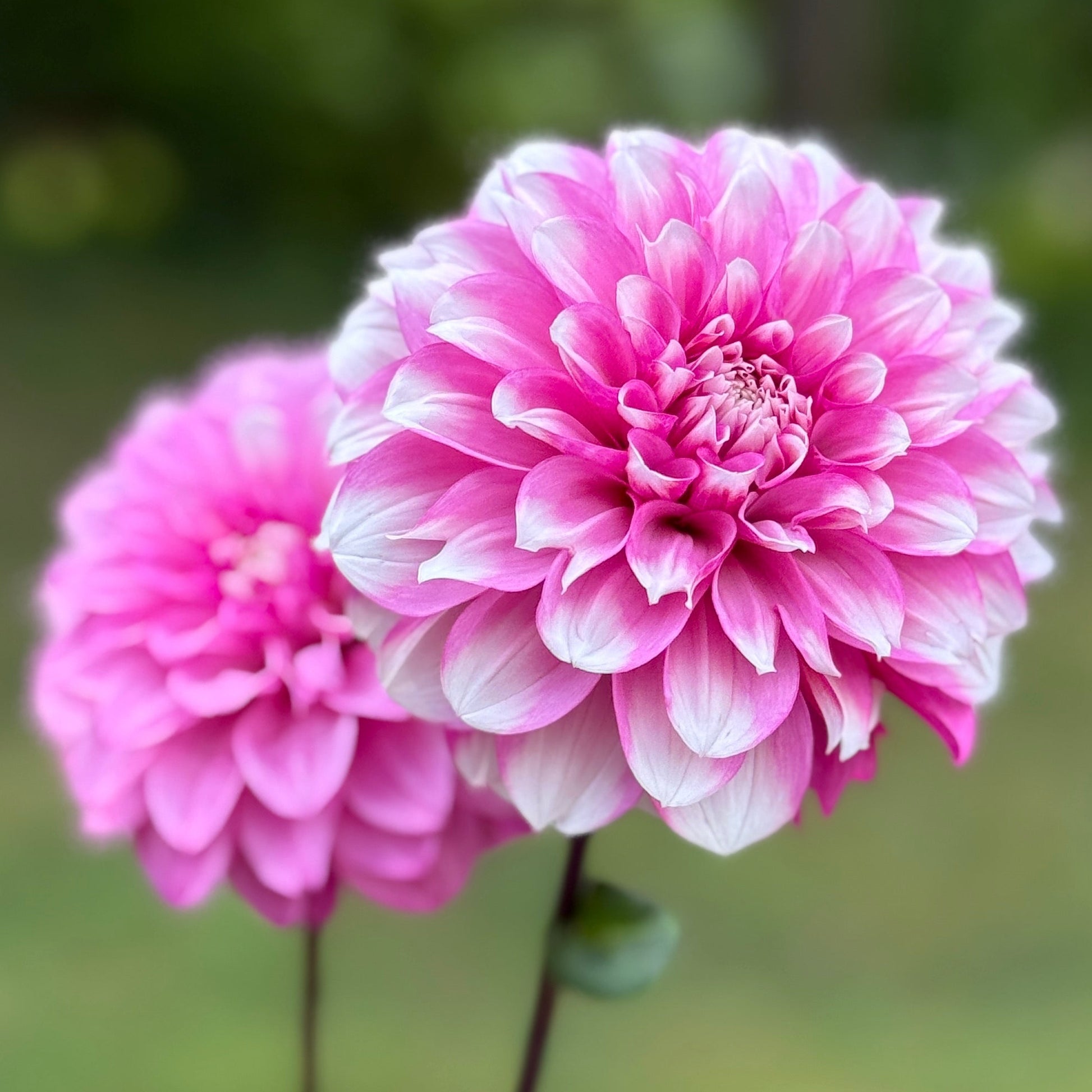 Two pink flowers held against a blurred green background
