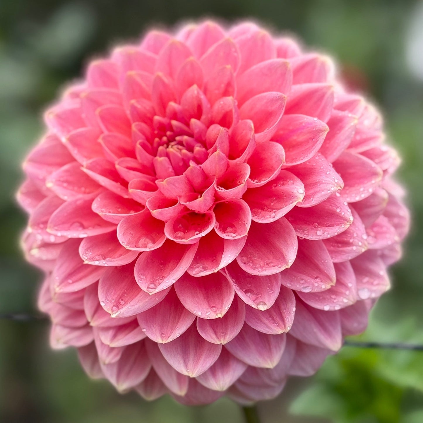 Close-up of a pink flower with a blurred green background