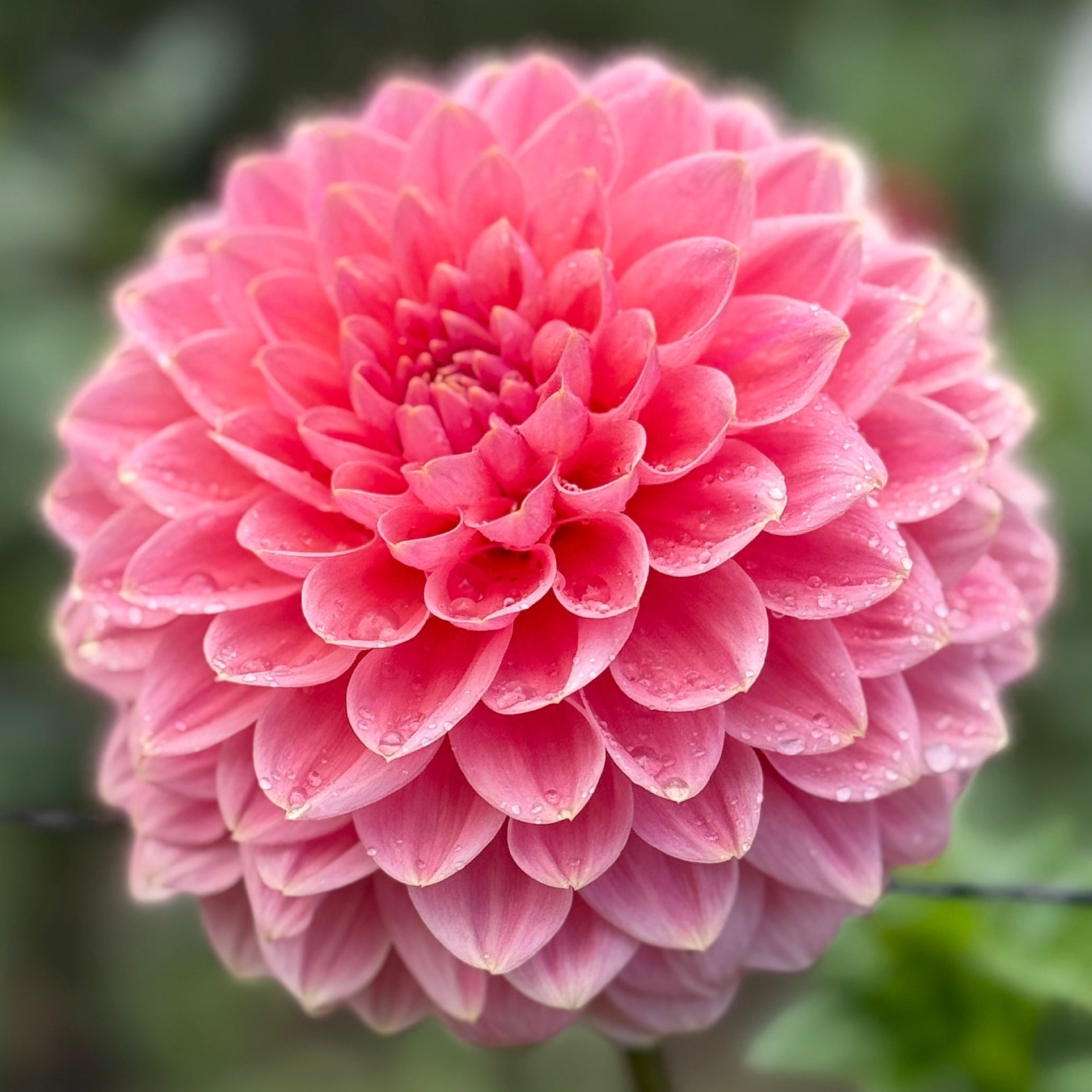 Close-up of a pink flower with a blurred green background