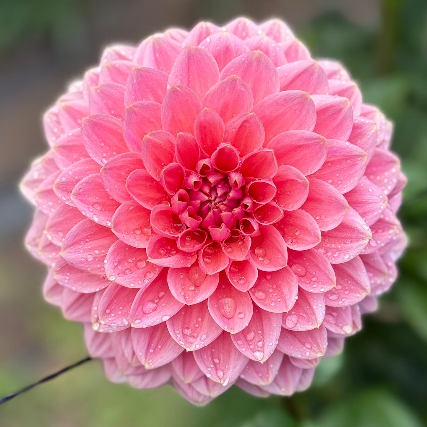 Pink flower with green leaves in the background