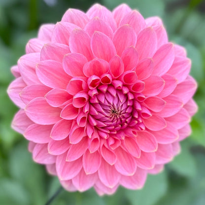 Pink flower with green leaves in the background