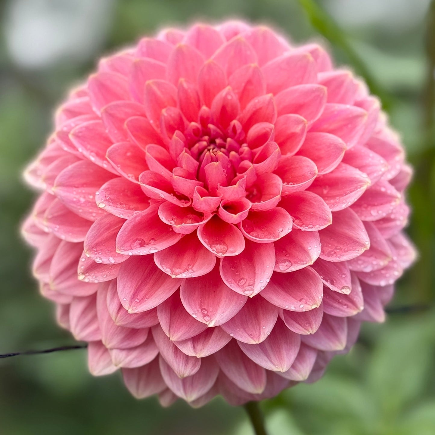 Close-up of a pink flower with a blurred green background