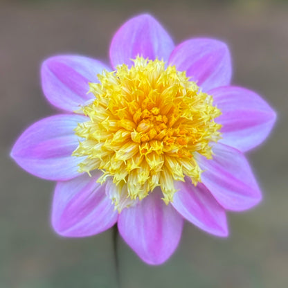 Flower with pink petals and yellow center against a blurred natural background