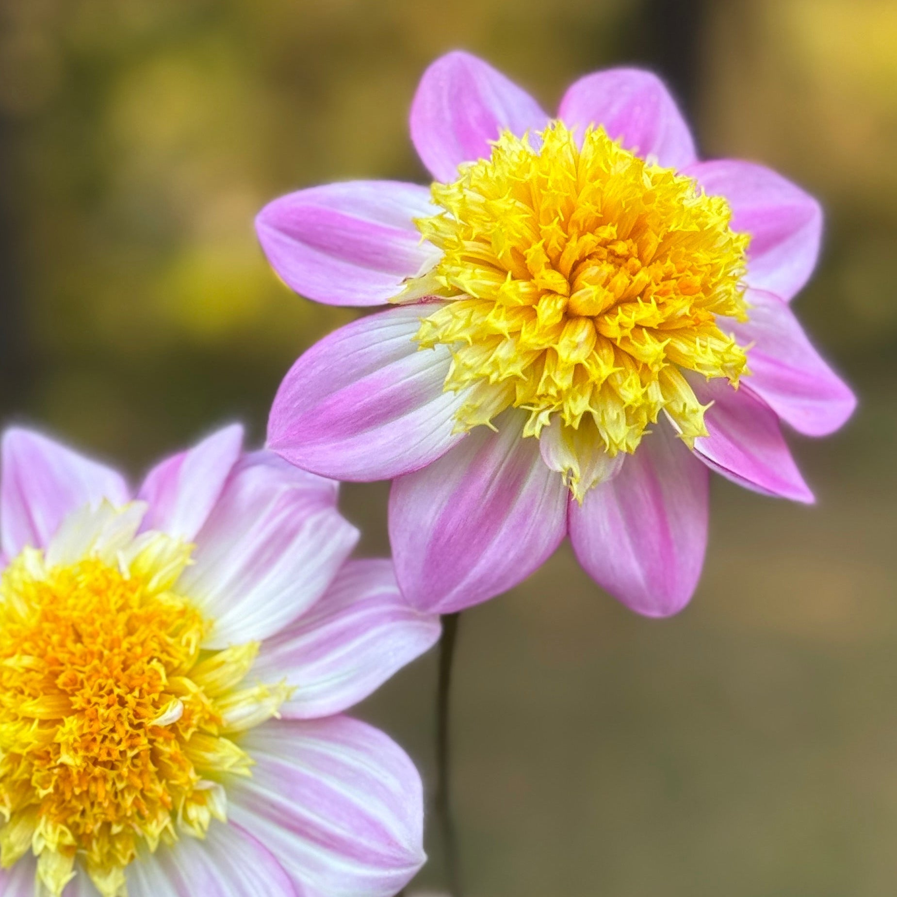 Hand holding two pink and yellow flowers against a blurred natural background