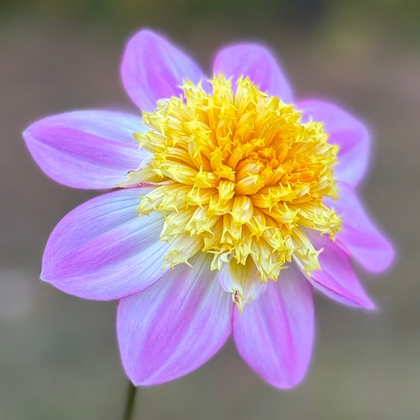 Flower with pink petals and a yellow center on a blurred background