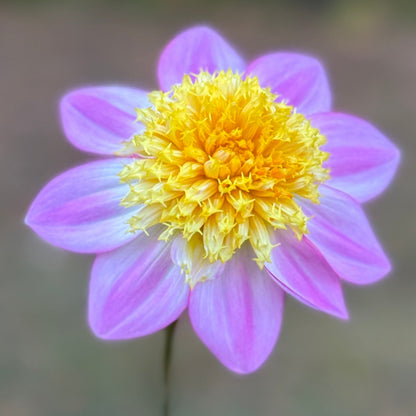 Close-up of a pink flower with a yellow center on a blurred background