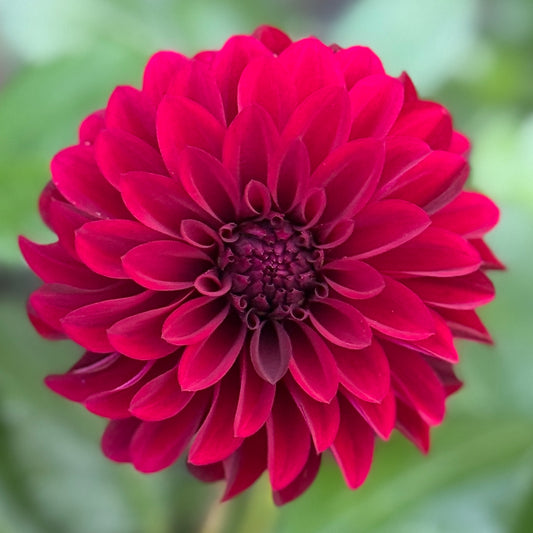 Close-up of a vibrant red flower with a blurred green background