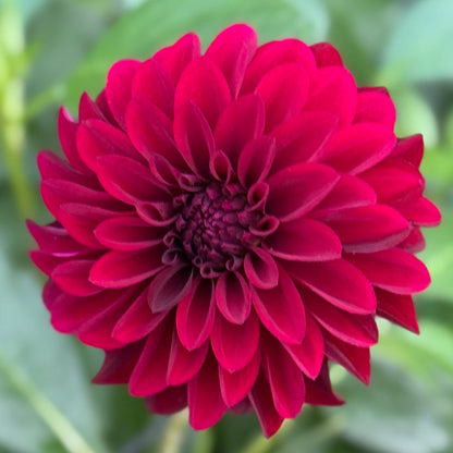 Close-up of a deep red flower with a blurred green background
