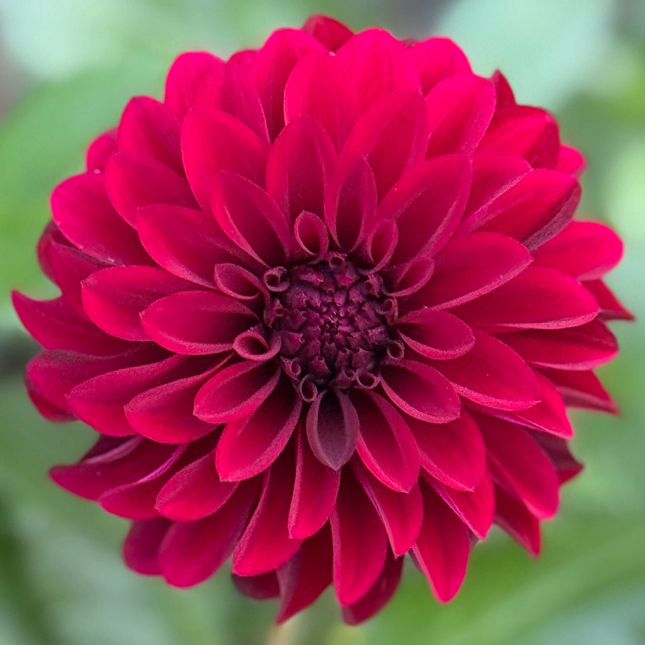 Close-up of a vibrant red flower with a blurred green background