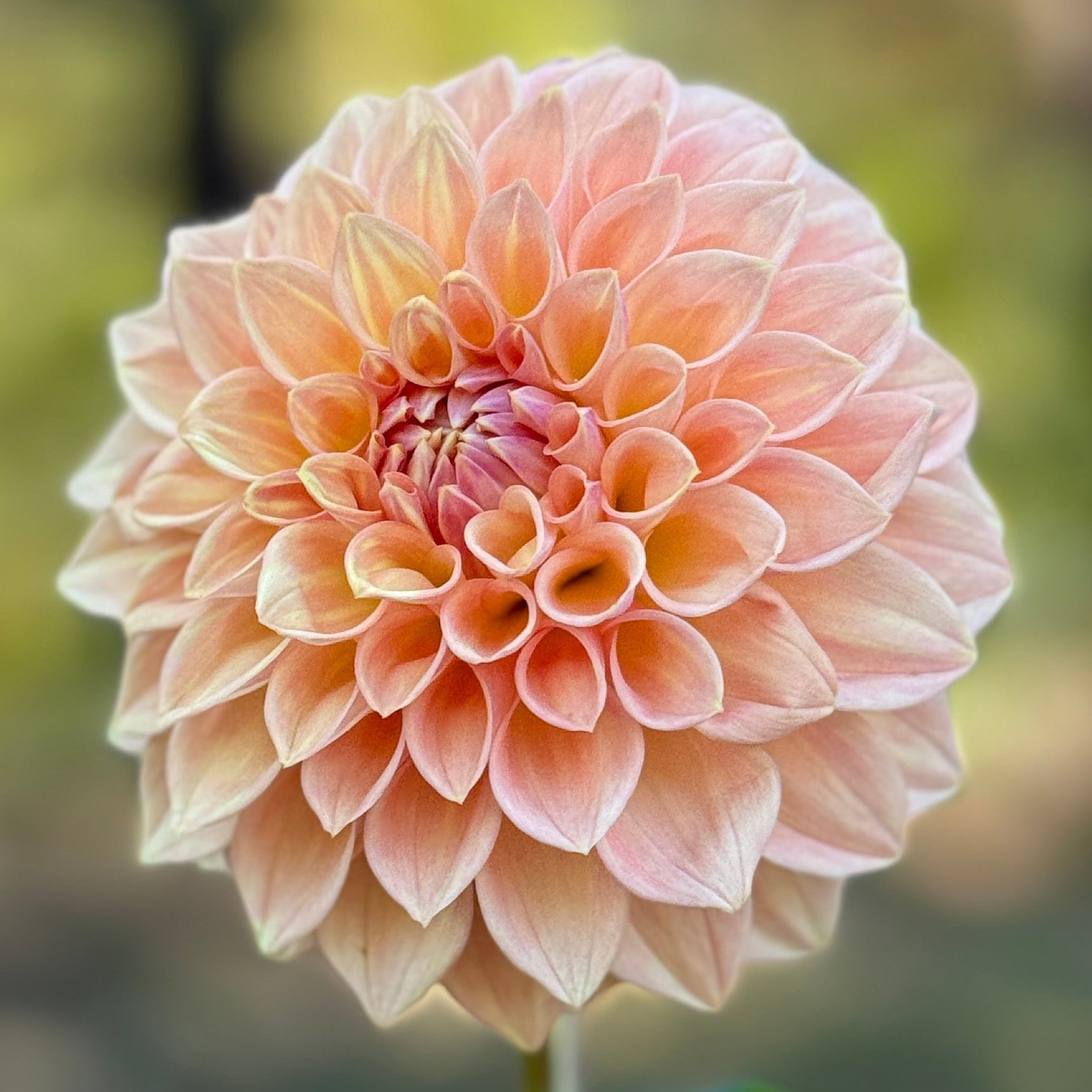 Pink dahlia flower with a blurred green background