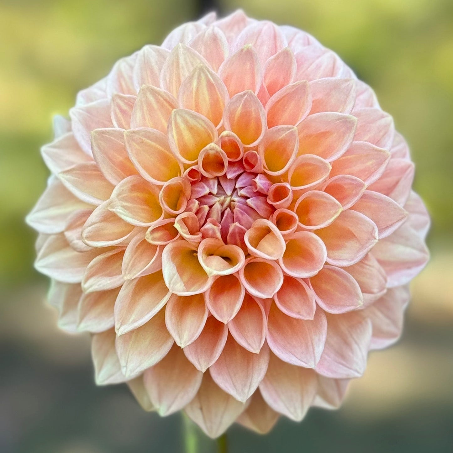 Single peach-colored dahlia flower with a blurred green background