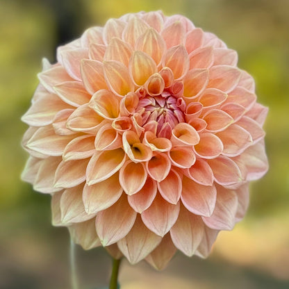 Delicate peach-colored flower with a blurred green and brown background