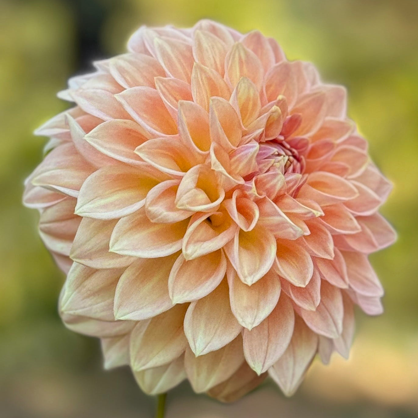 Single peach-colored flower with a blurred natural background