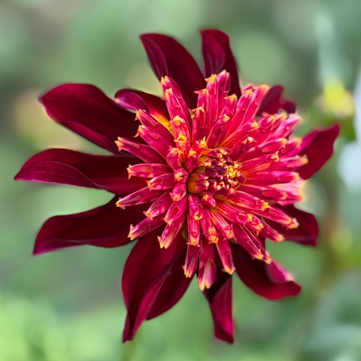 Close-up of a vibrant red flower with a blurred green background