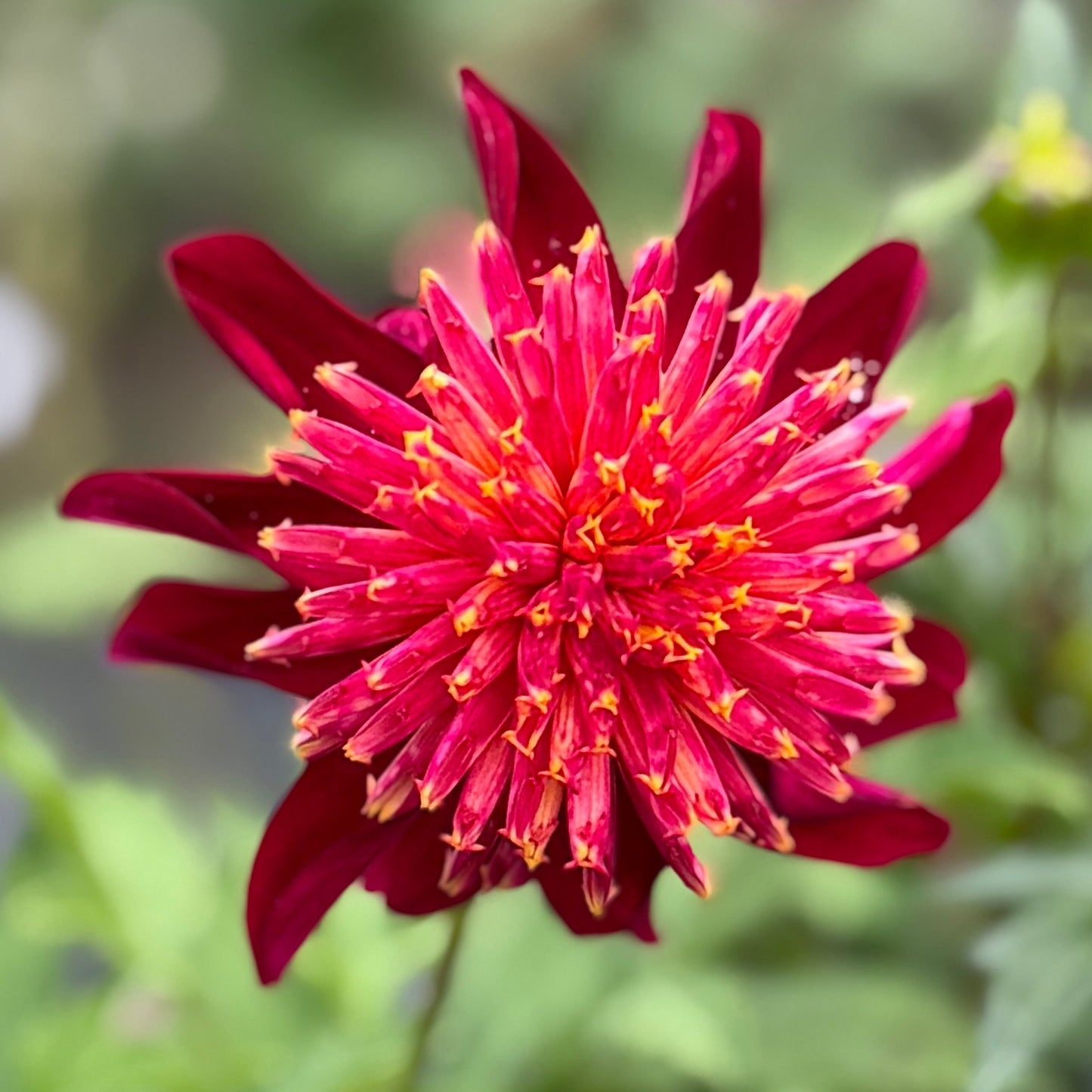 Close-up of a vibrant red flower with green leaves on a blurred natural background