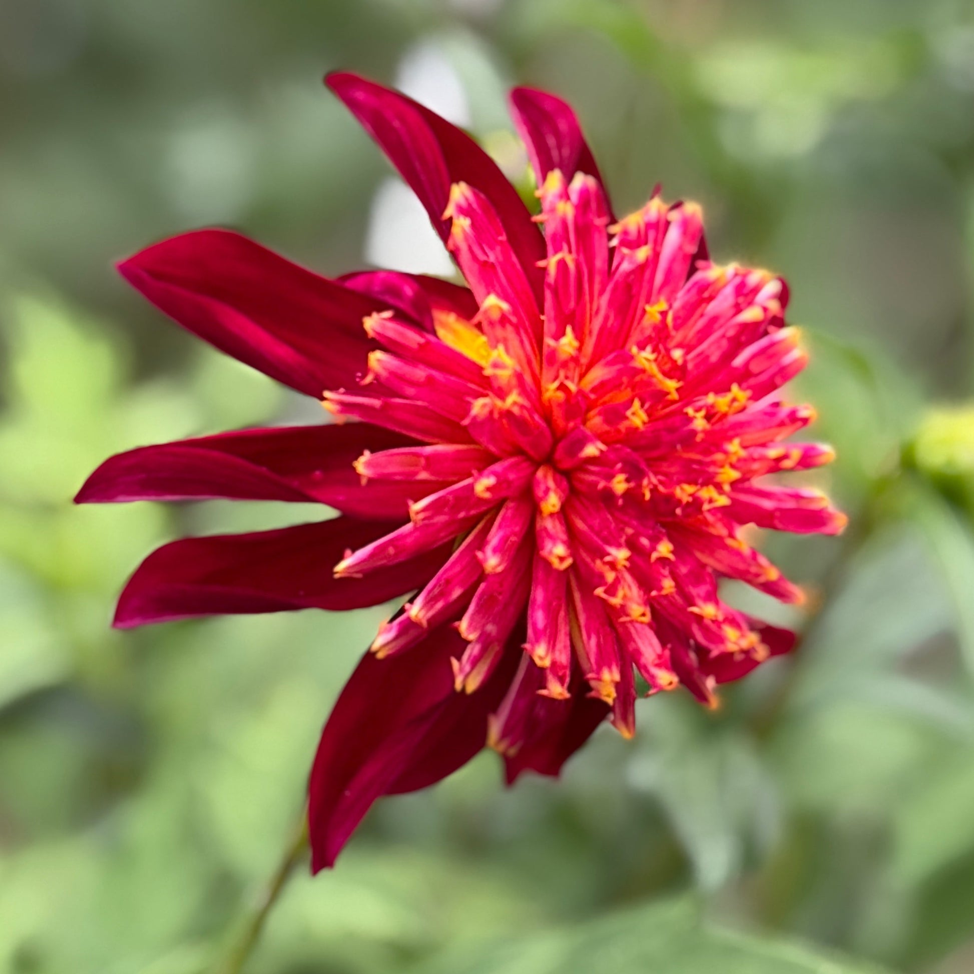 Close-up of a red flower with green leaves on a blurred natural background