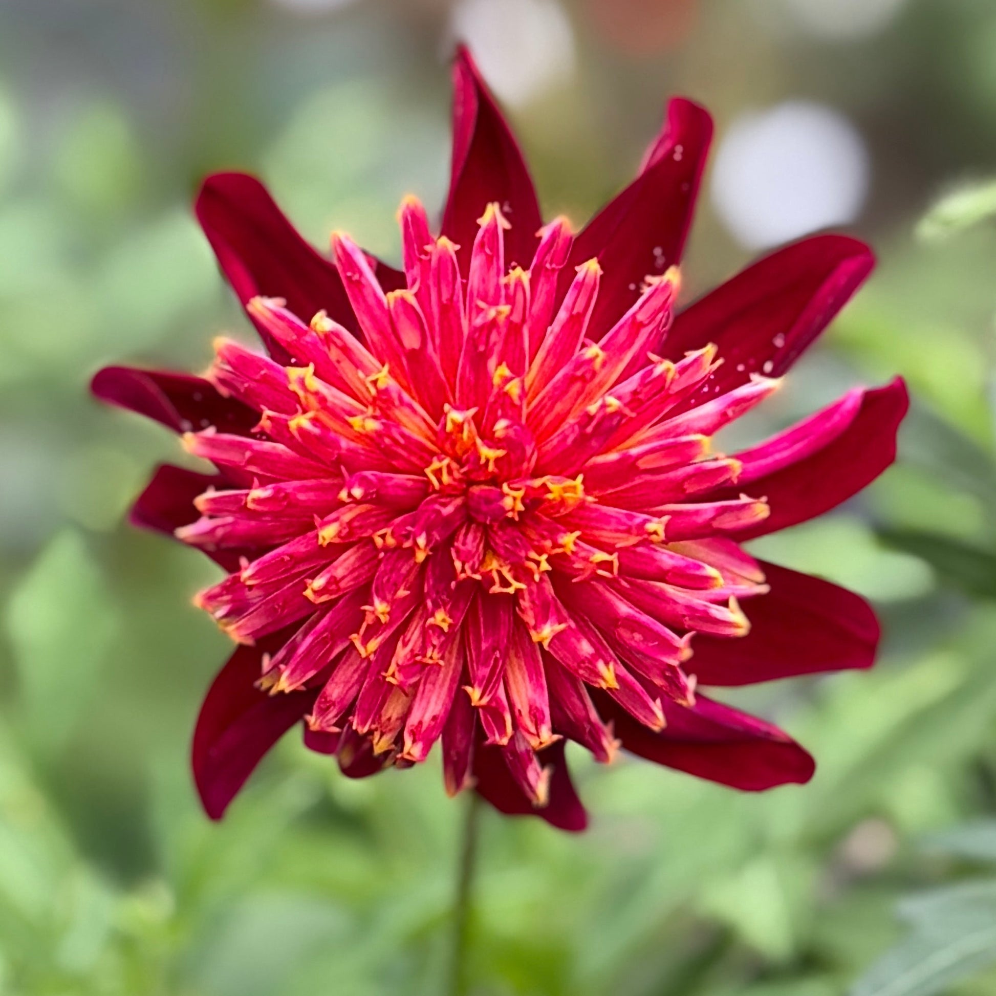 Close-up of a red flower with green leaves on a blurred natural background