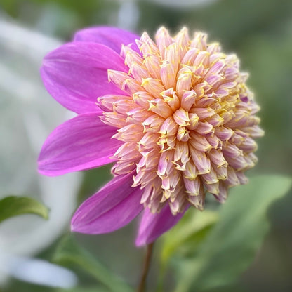 Flower with a fluffy center