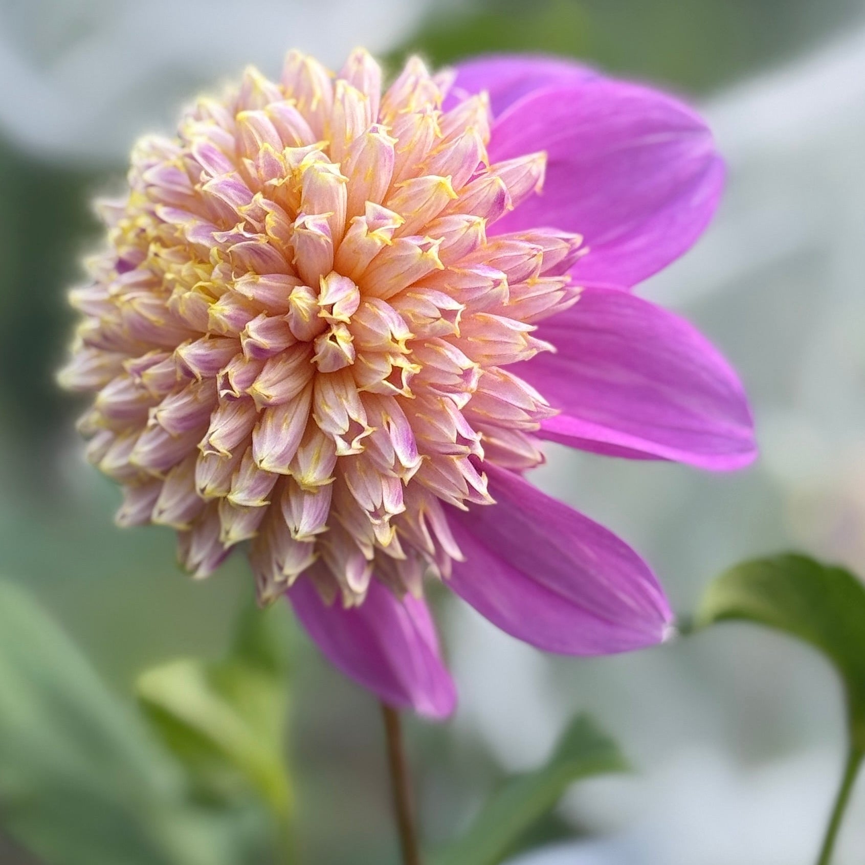 Pink petaled flower with fluffy yellow center