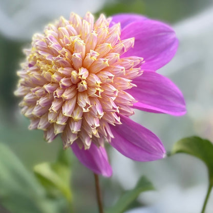 Pink petaled flower with fluffy yellow center
