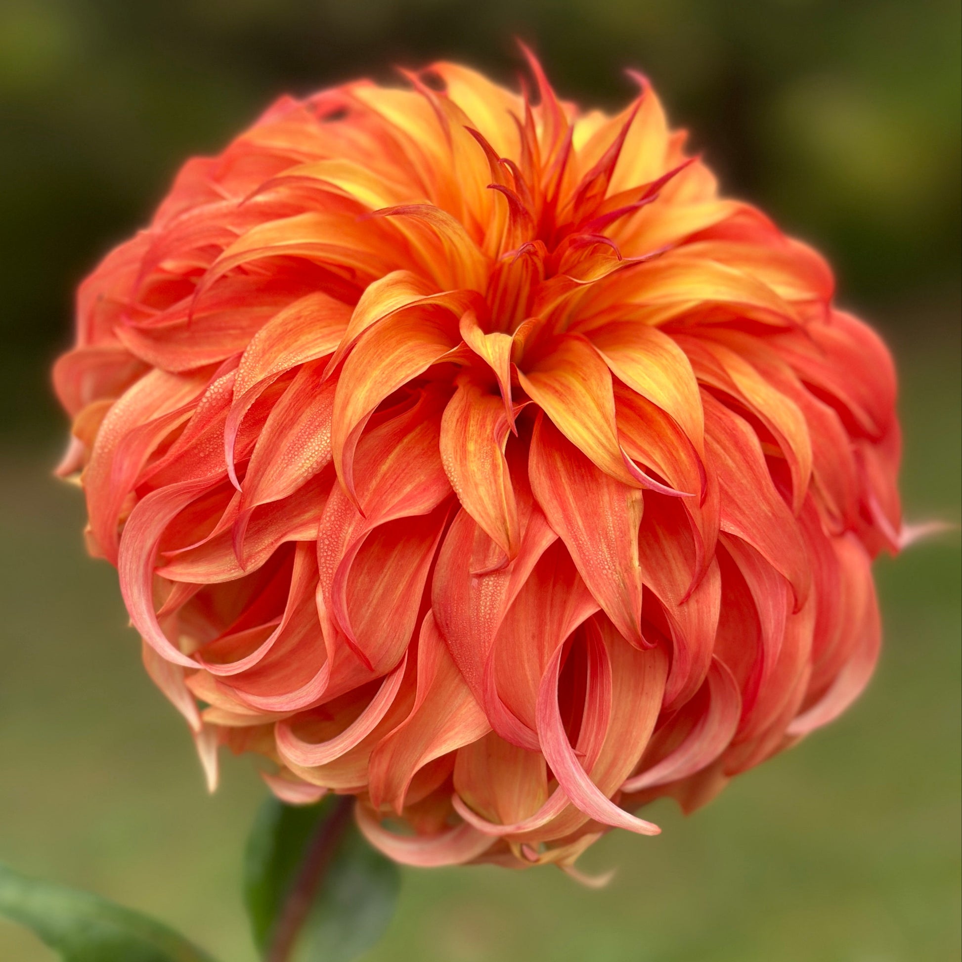 A close-up image of a vibrant orange,Informal Decorative flower with a lush, textured appearance.