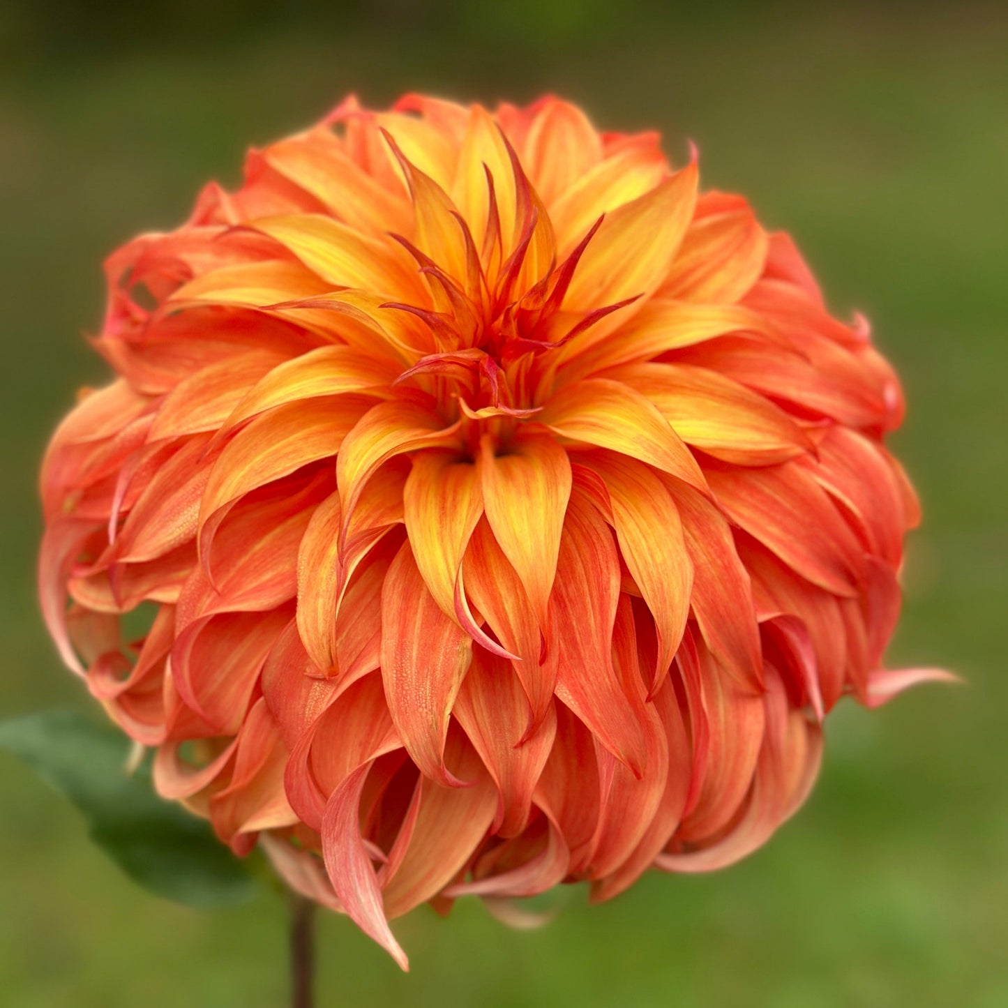 A layered dahlia with distinct orange coloring and unique petals 