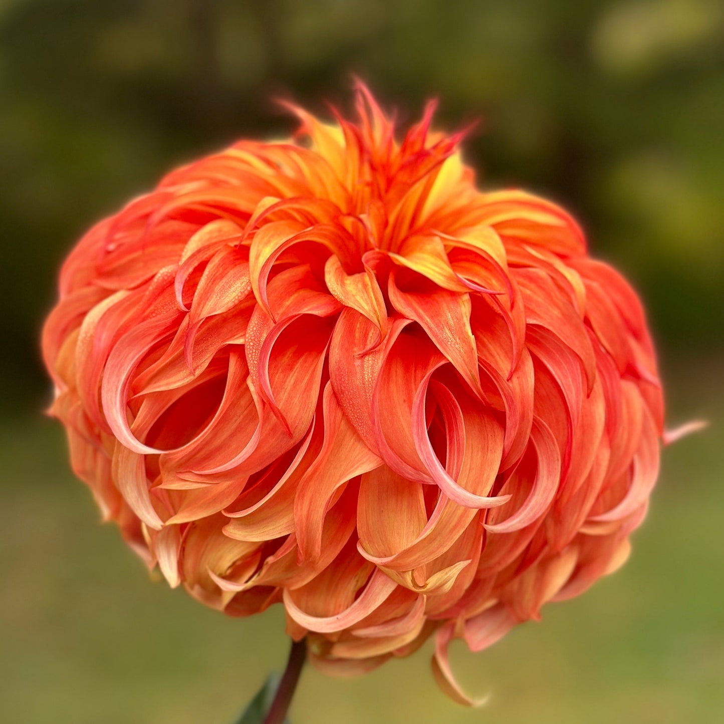 An orange dahlia up close