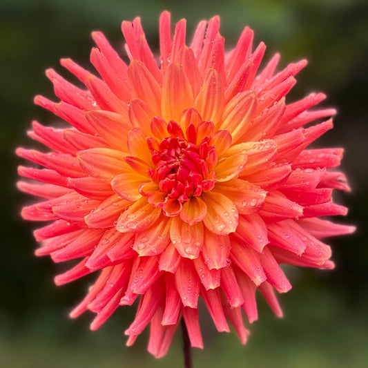 Single pink flower with a blurred green background