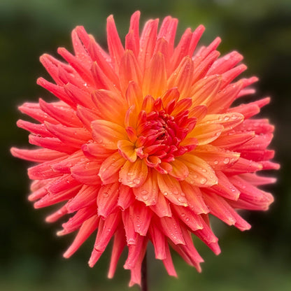 Single pink flower with a blurred green background