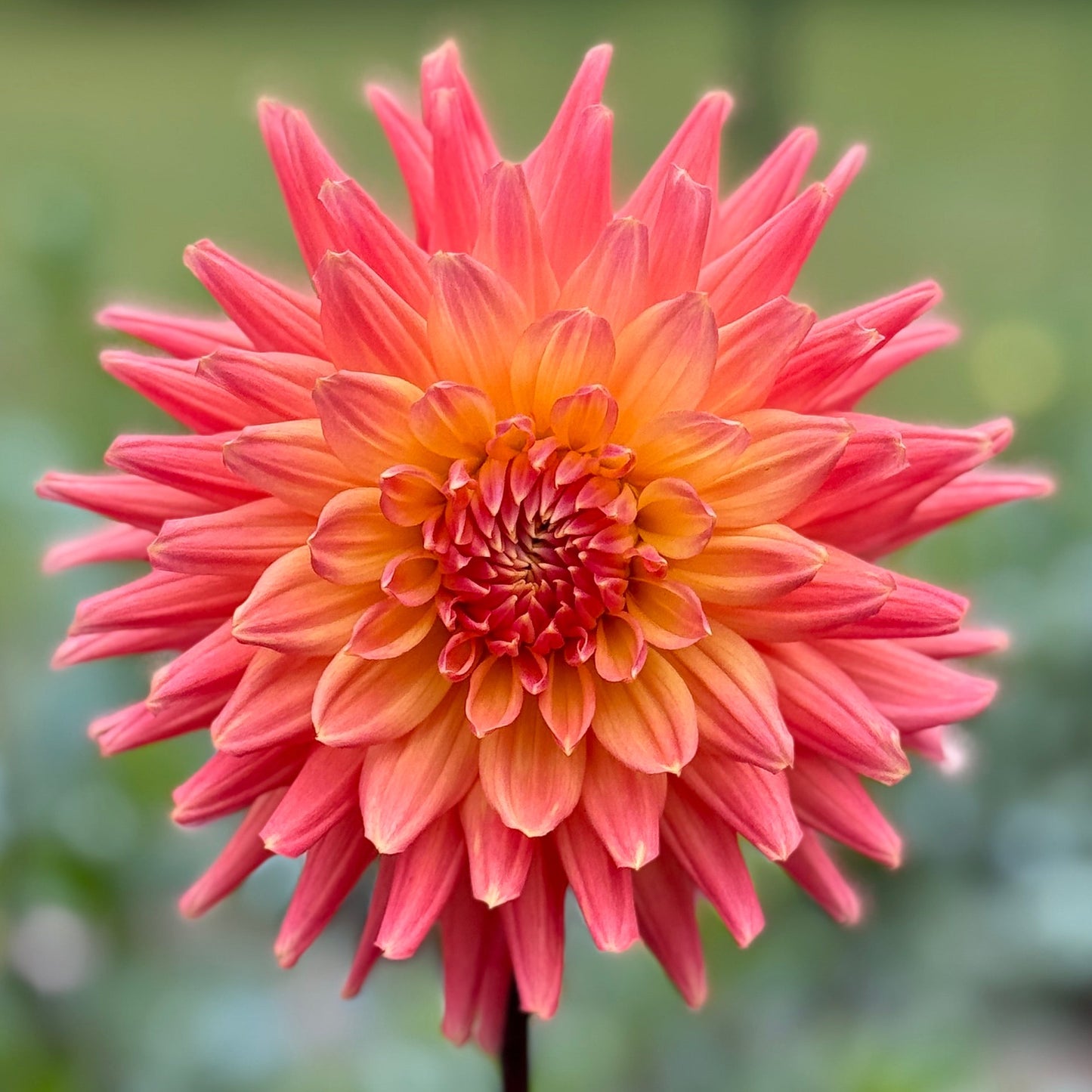 Pink flower with a blurred green background