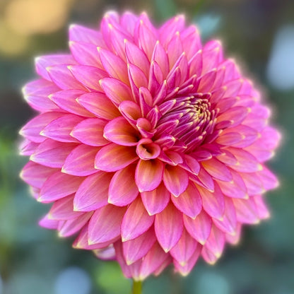 Close-up of a pink flower with a blurred green background