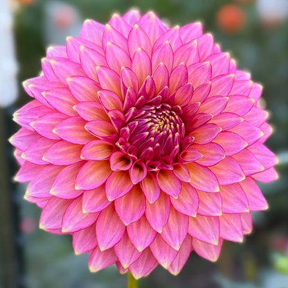 Pink flower with a blurred natural background