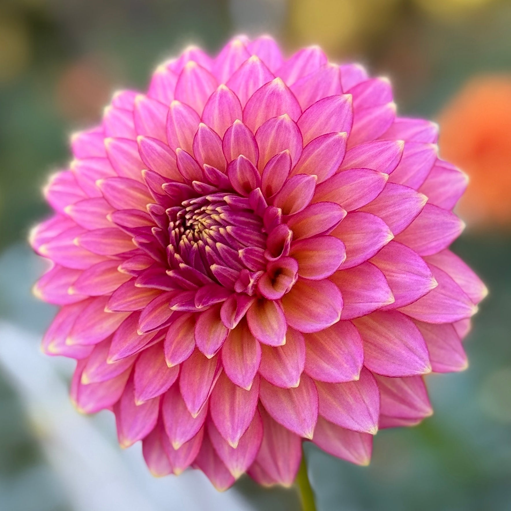 Close-up of a pink flower with a blurred natural background