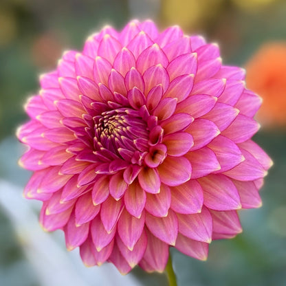 Close-up of a pink flower with a blurred natural background