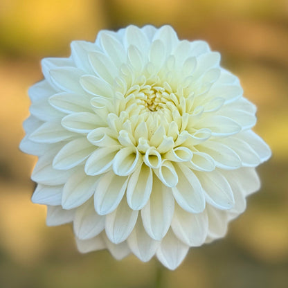 A close-up image of a white decorative flower with a blurred background.