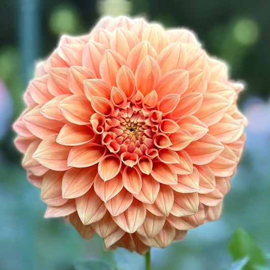 Close-up of a peach-colored dahlia flower with a blurred green background