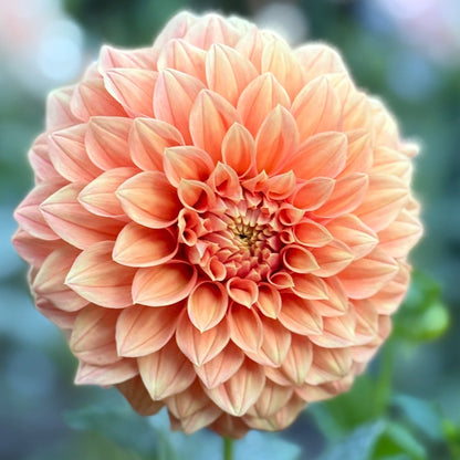 Peach-colored flower with green leaves on a blurred natural background