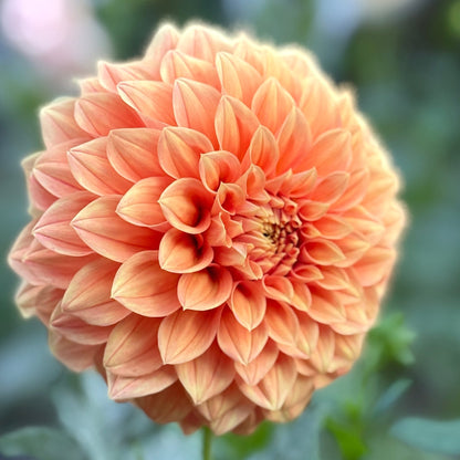 Close-up of a peach-colored flower with green leaves in the background
