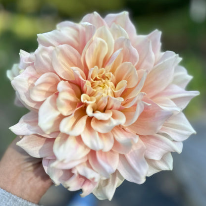 Break out dahlia