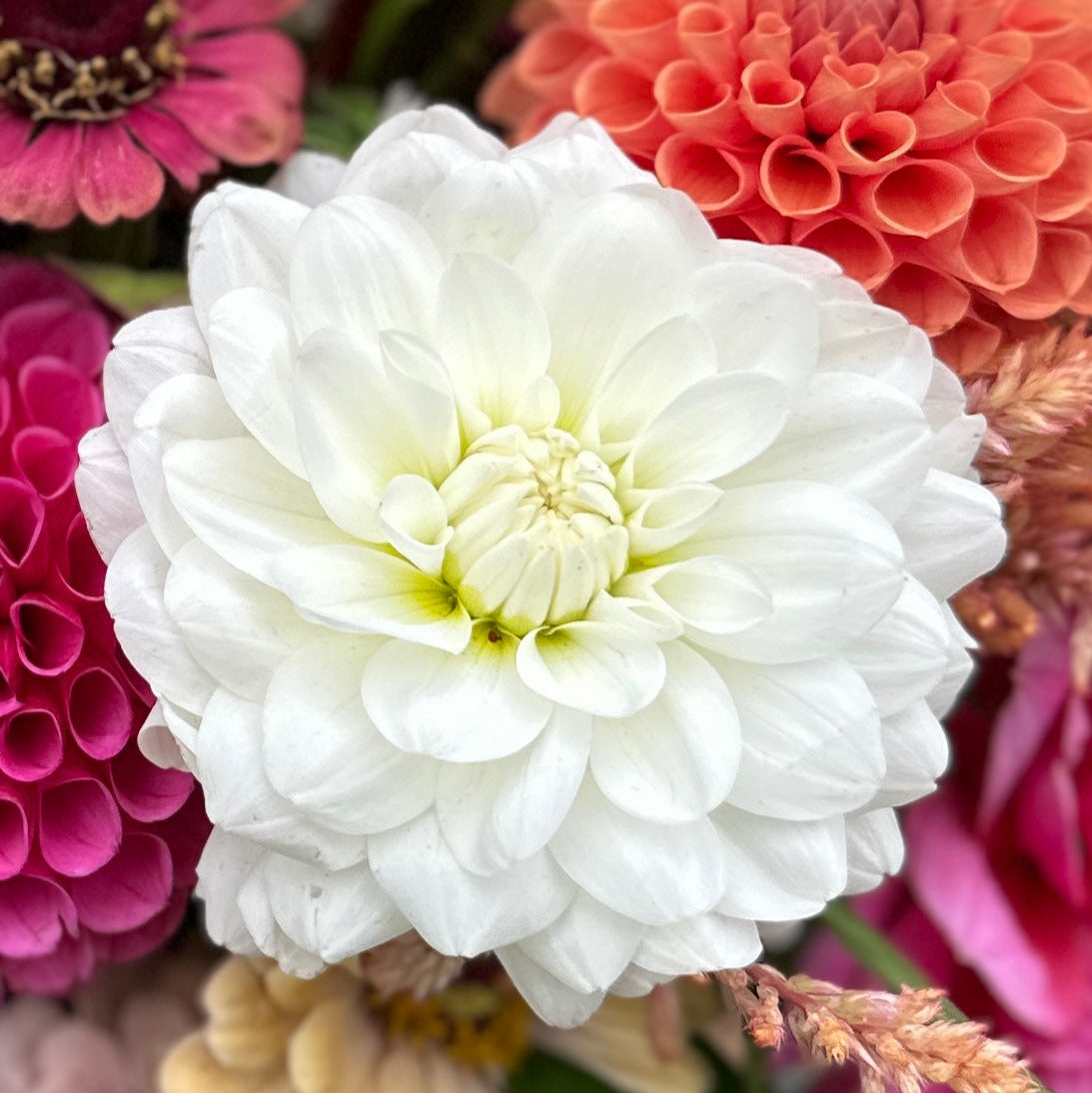 A close-up image of a white waterlily flower with other colorful flowers in the background.