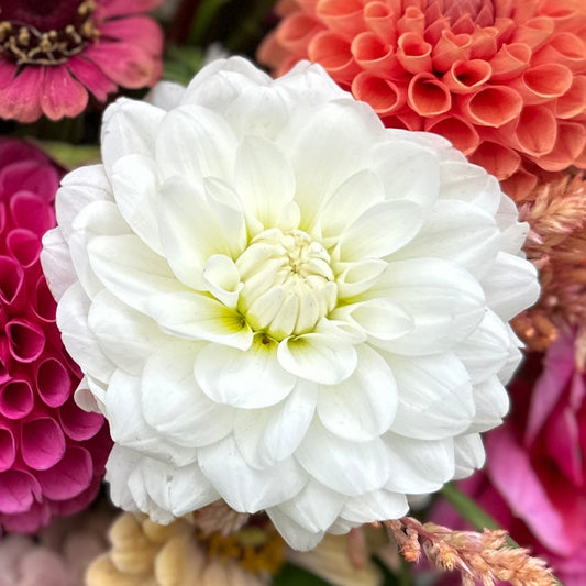 A close-up image of a white waterlily flower with other colorful flowers in the background.