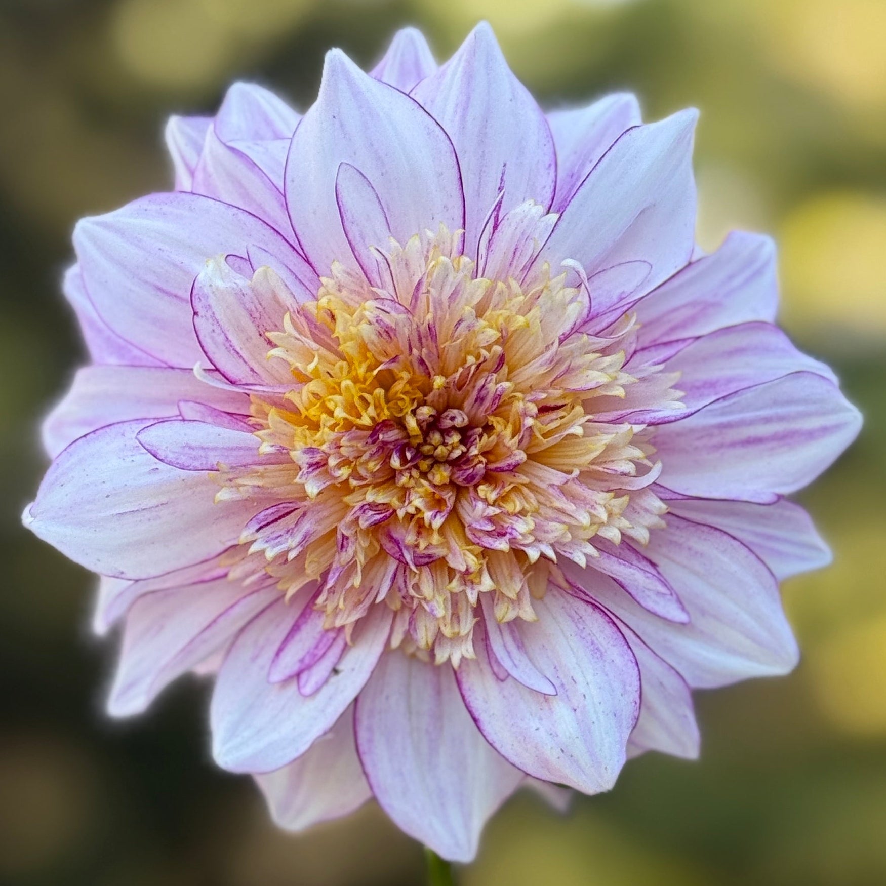 Close-up of a pink and yellow flower with a blurred green background
