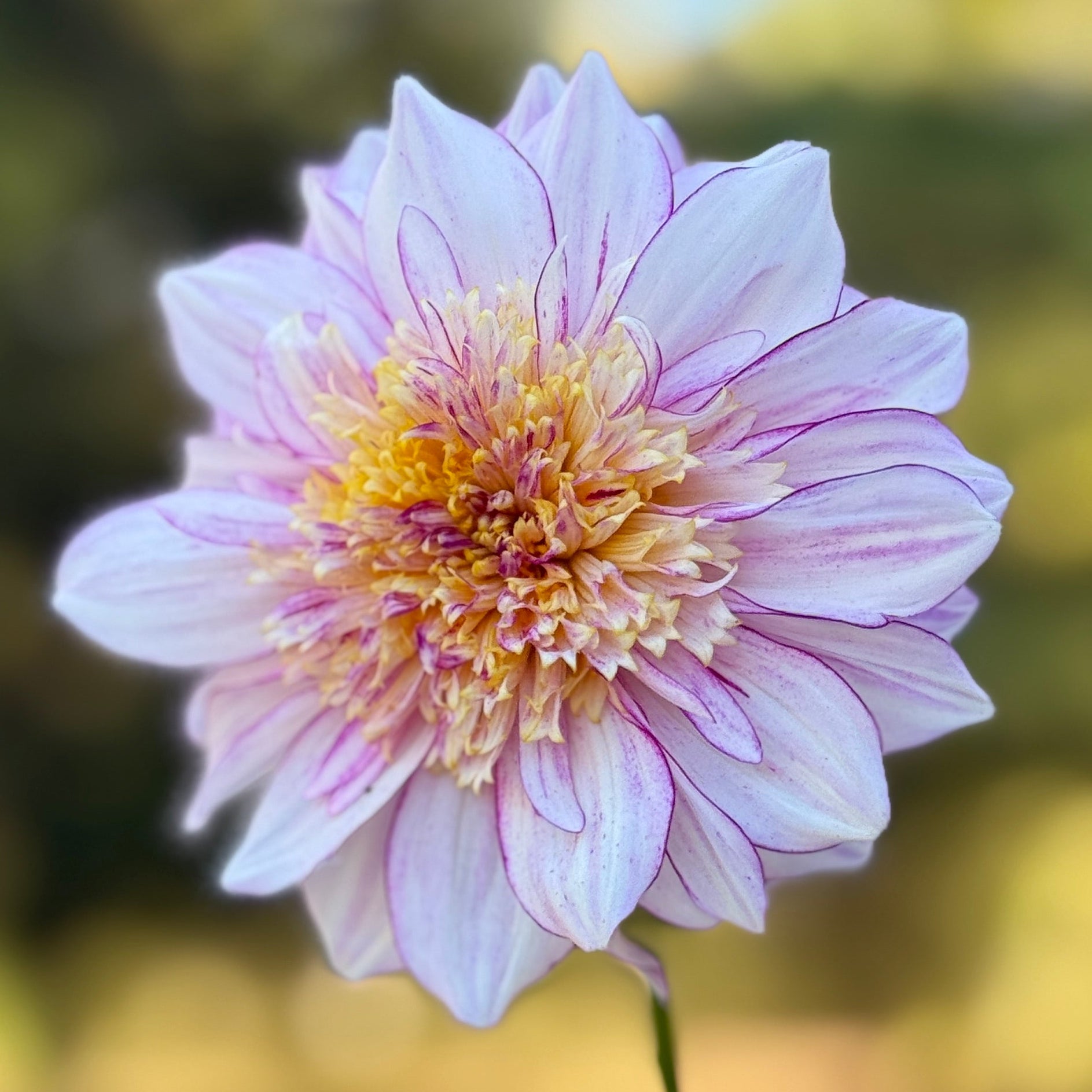 Close-up of a pink flower with a blurred green background
