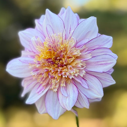 Close-up of a pink flower with a blurred green background