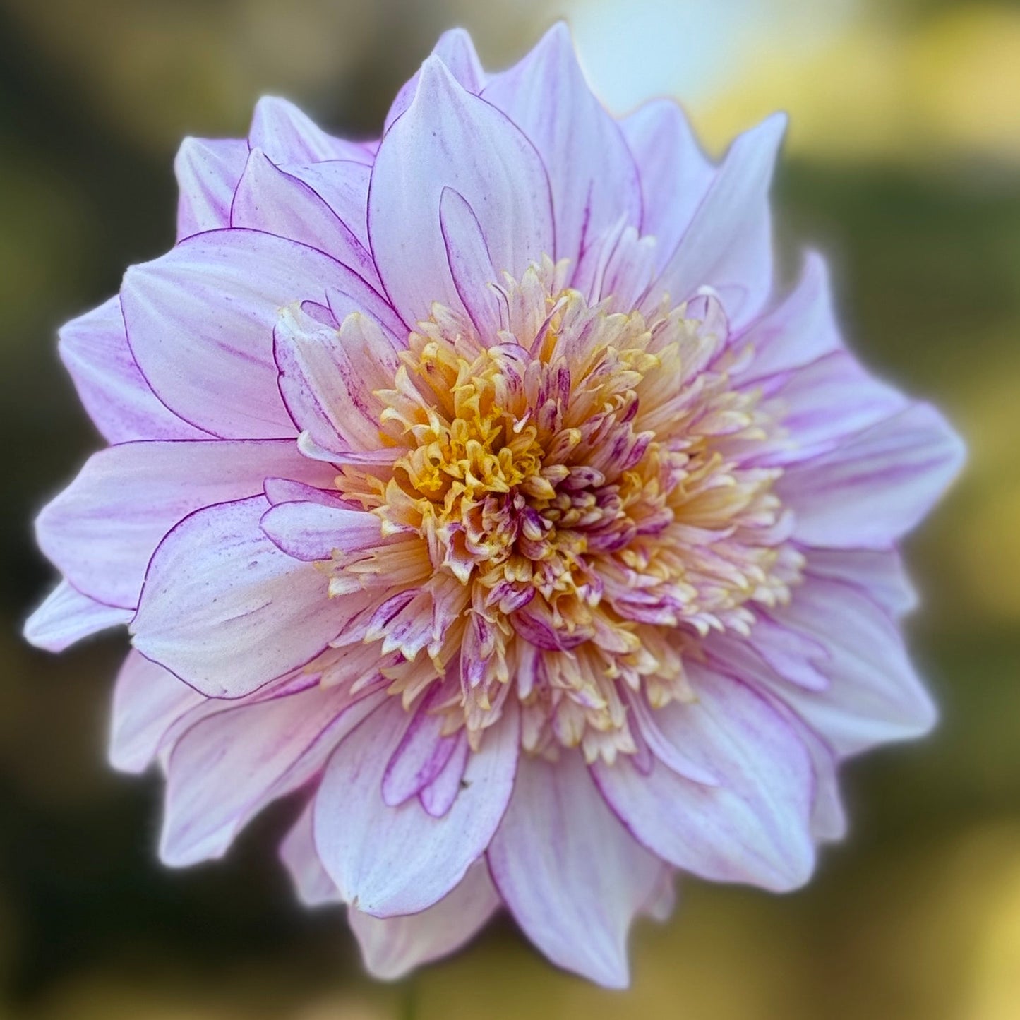 Pink flower with a blurred green background